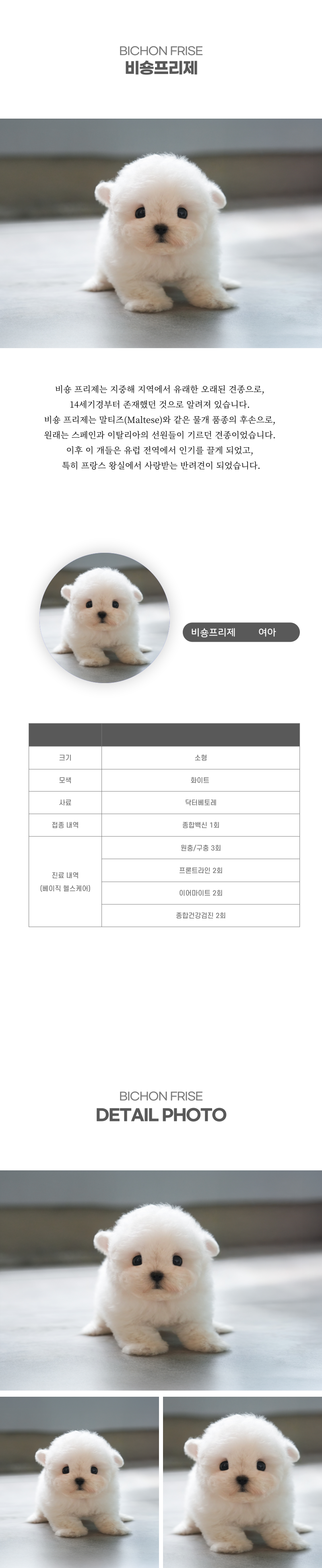 미니비숑_상세이미지_2